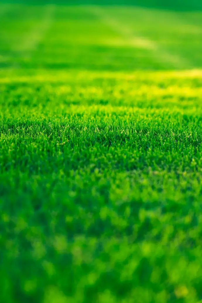 a field of green grass with a blurry background